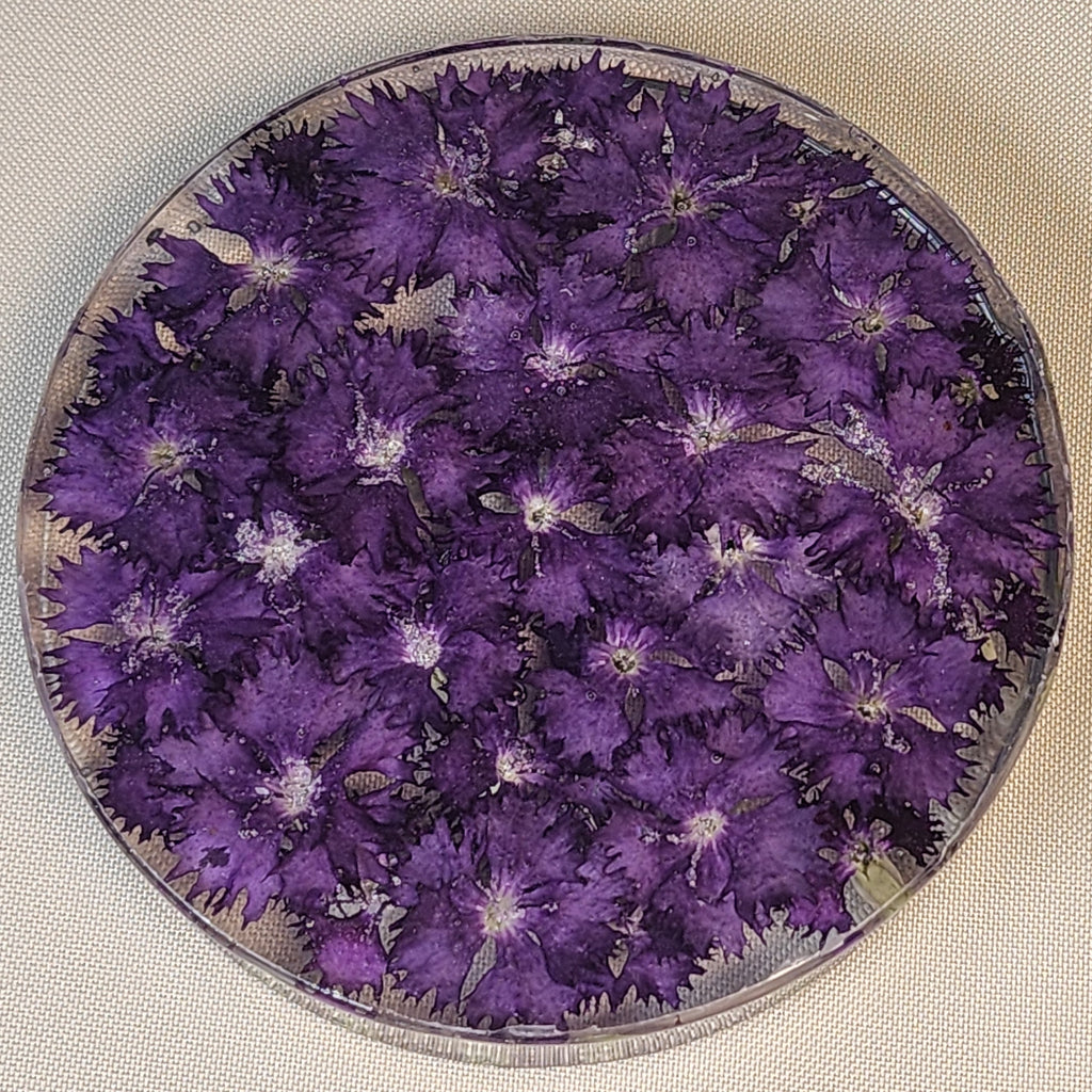Dianthus Cheddar Pink Coaster