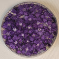 Dianthus Cheddar Pink Coaster
