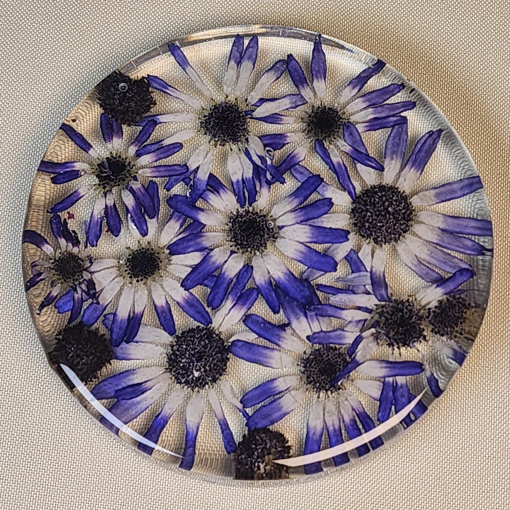 Cineraria Coaster
