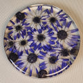 Cineraria Coaster