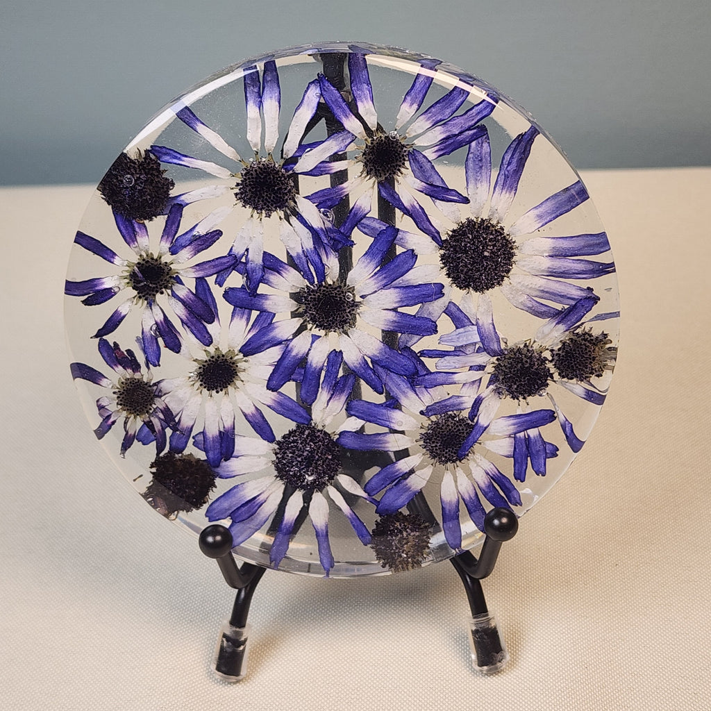 Cineraria Coaster